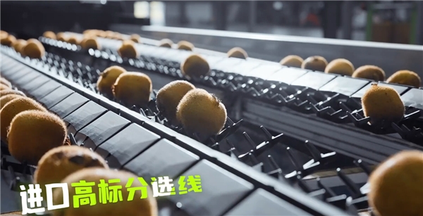 国产红心猕猴桃在淘菜菜批量上市，从农民的果园直达城市餐桌