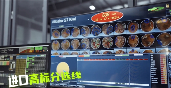 国产红心猕猴桃在淘菜菜批量上市，从农民的果园直达城市餐桌